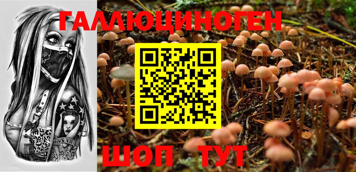 Новошахтинск  Псилоцибиновые грибы Psilocybine cubensis  Вход с VPN 